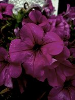 image001.jpg